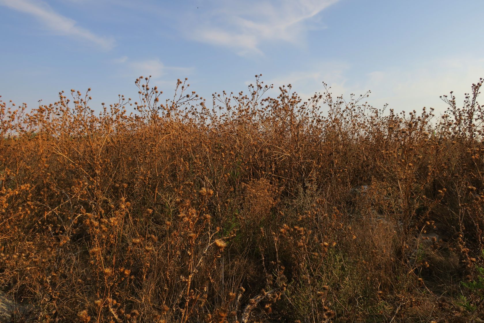 Оризаре, image of landscape/habitat.