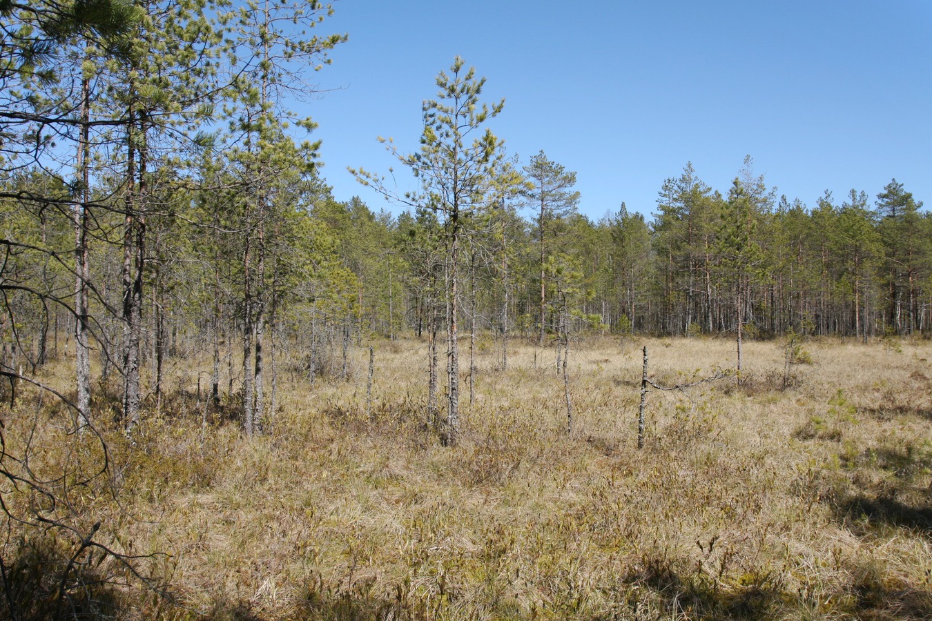 Дубки, image of landscape/habitat.