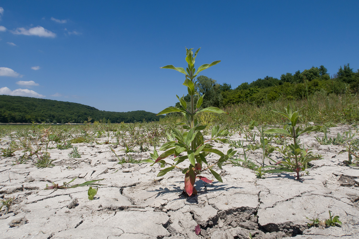 Красный Псебепс, image of landscape/habitat.