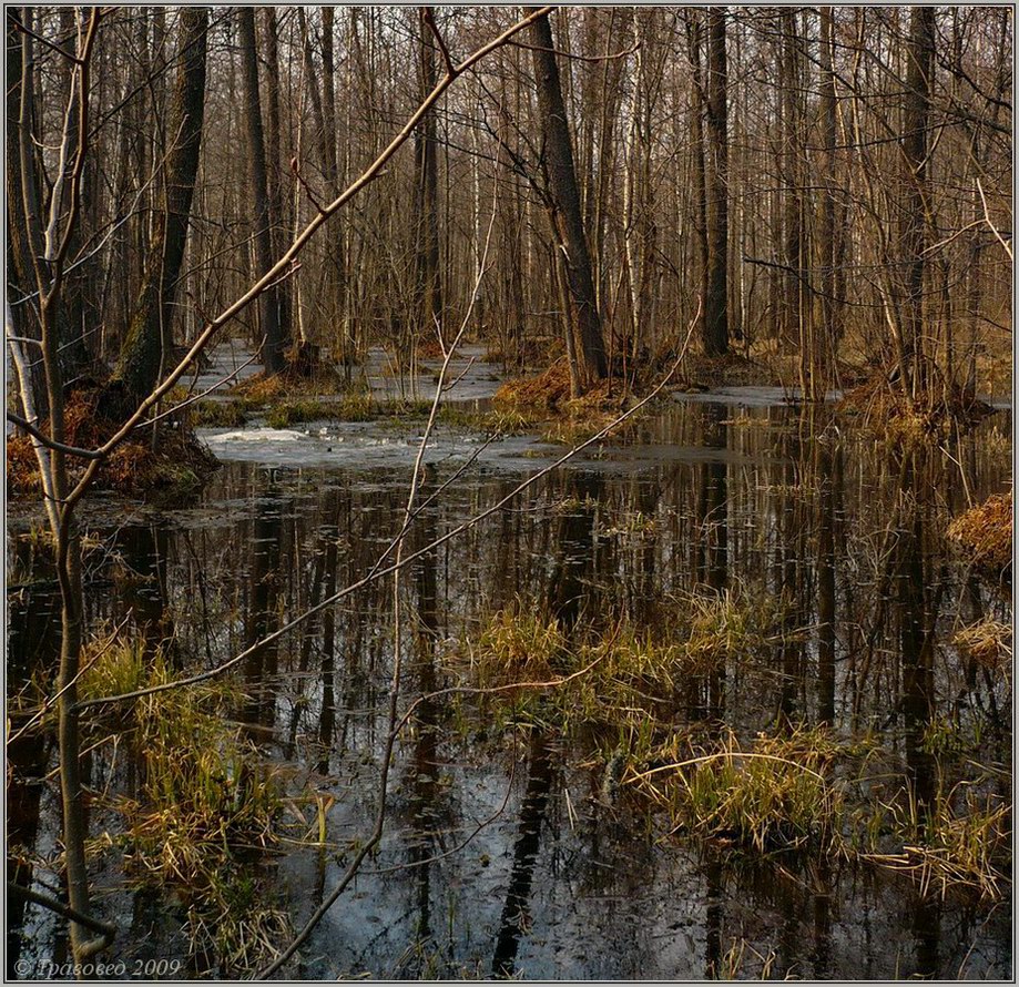 Урочище Чёрный лес, image of landscape/habitat.