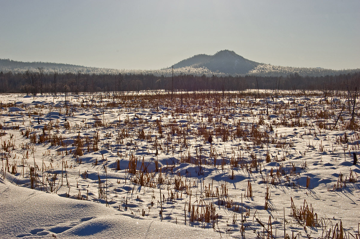 Окрестности хребта Ялангас, image of landscape/habitat.