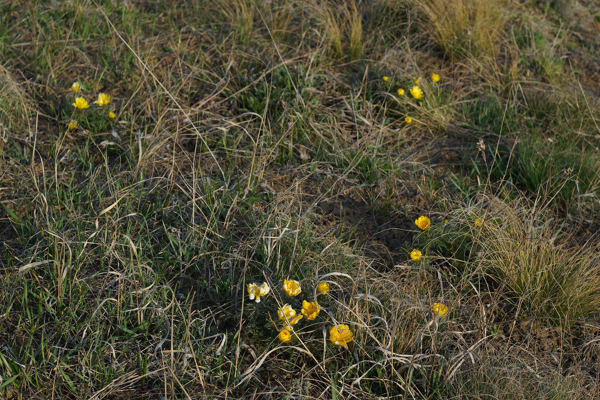 Балка Бирючья, image of landscape/habitat.
