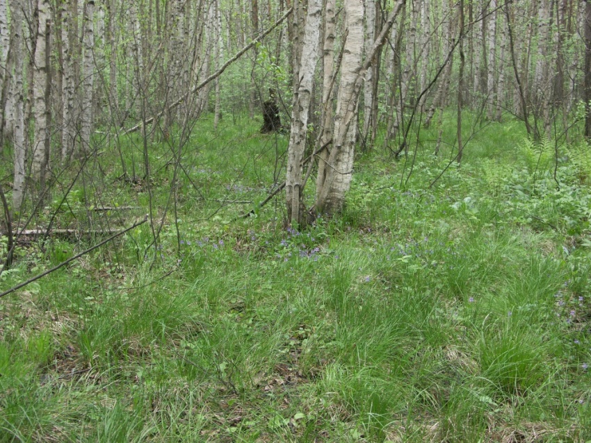 Лахтинское болото, изображение ландшафта.