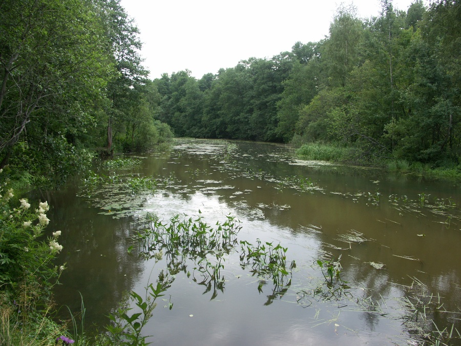 Лахтинское болото, image of landscape/habitat.