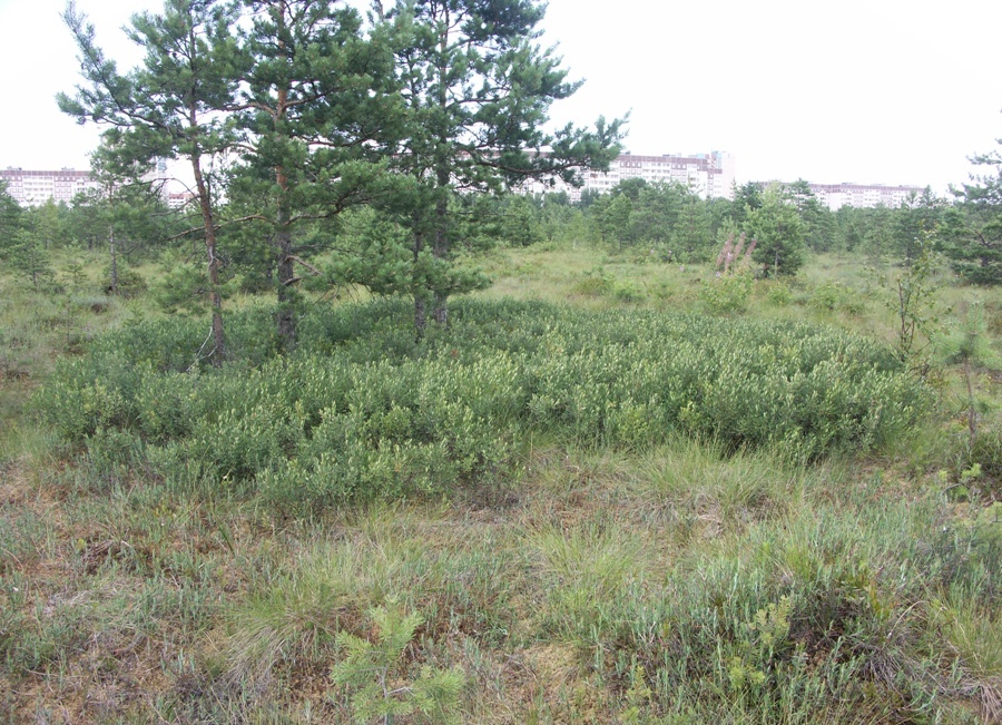 Лахтинское болото, image of landscape/habitat.