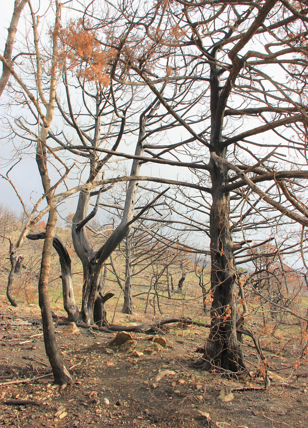 Гора Орёл, image of landscape/habitat.