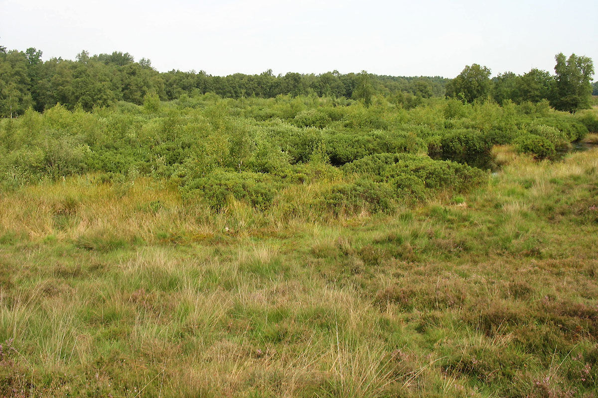 Гастеренские дюны, image of landscape/habitat.