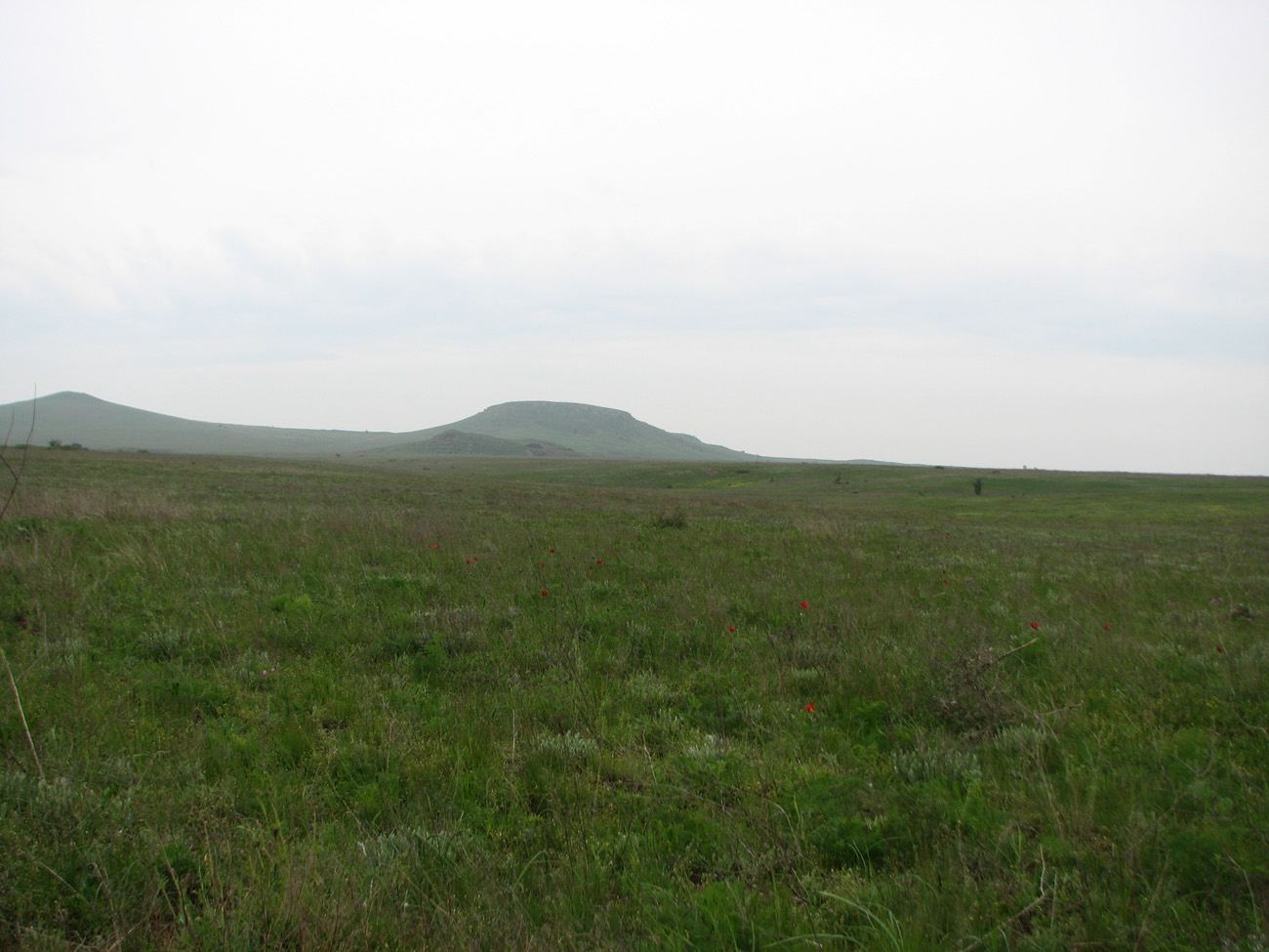 Караларская степь, image of landscape/habitat.