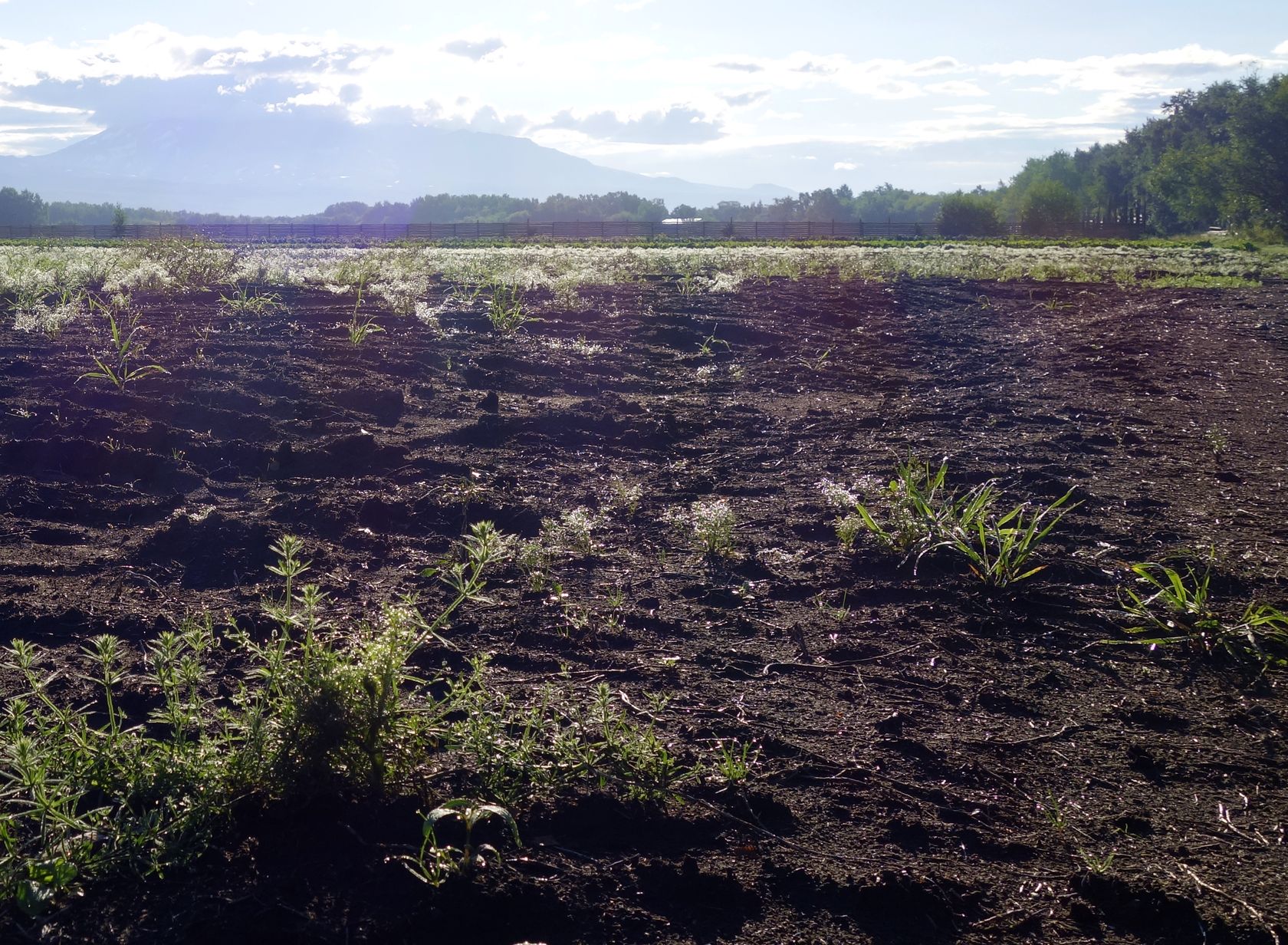 Мечта, image of landscape/habitat.