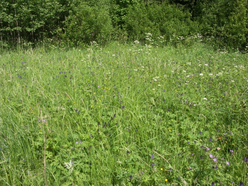 Луг в окрестностях поселка Тосно, image of landscape/habitat.