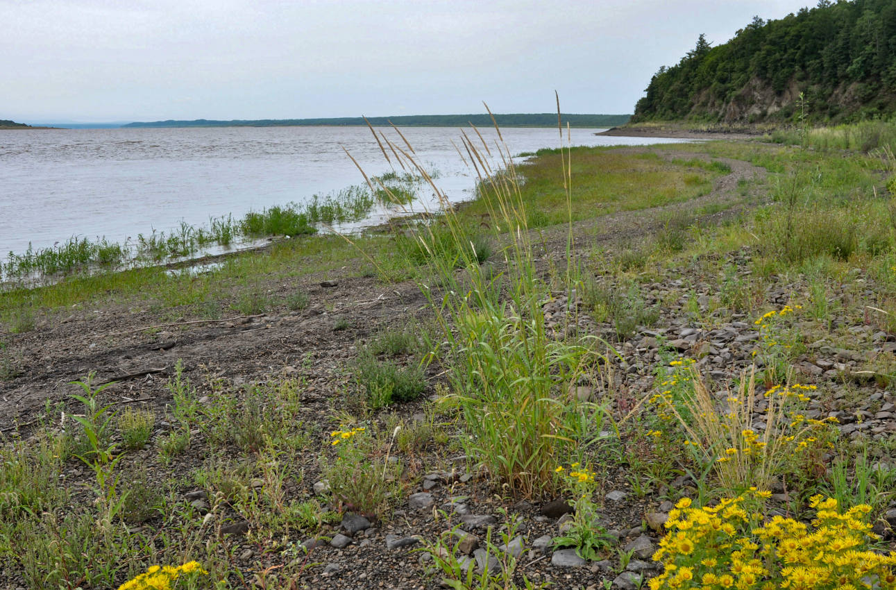 Окрестности села Нижнетамбовское, image of landscape/habitat.