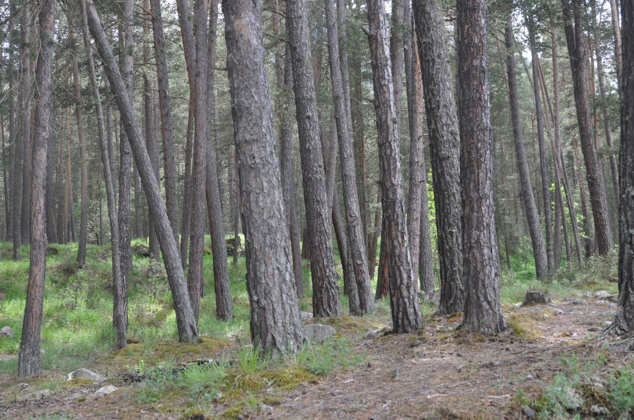 Терскольский лес, image of landscape/habitat.