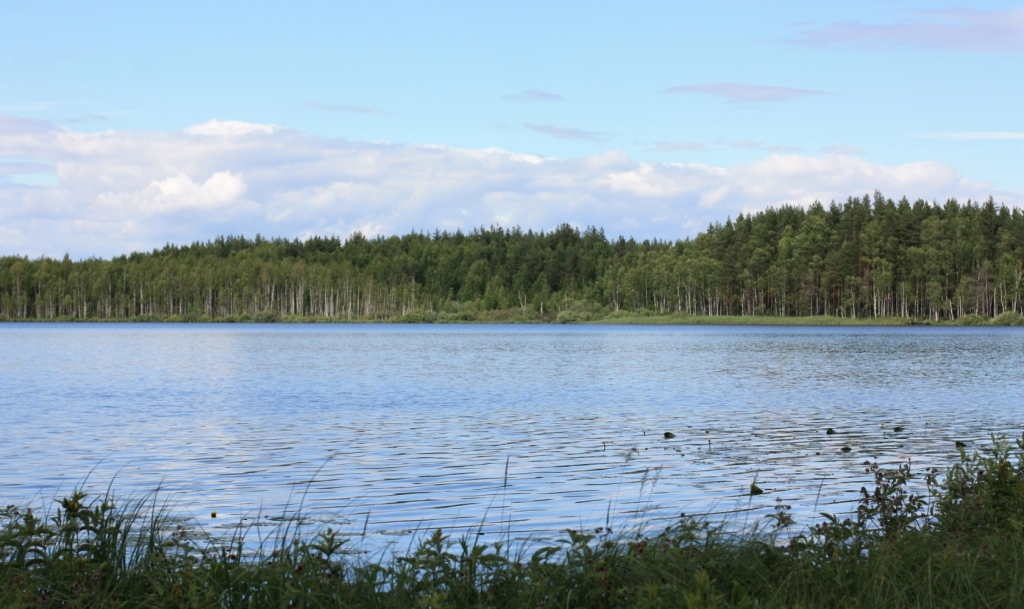 Окрестности д. Повернихино, image of landscape/habitat.