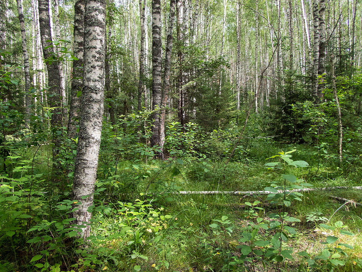 Воронцово, image of landscape/habitat.