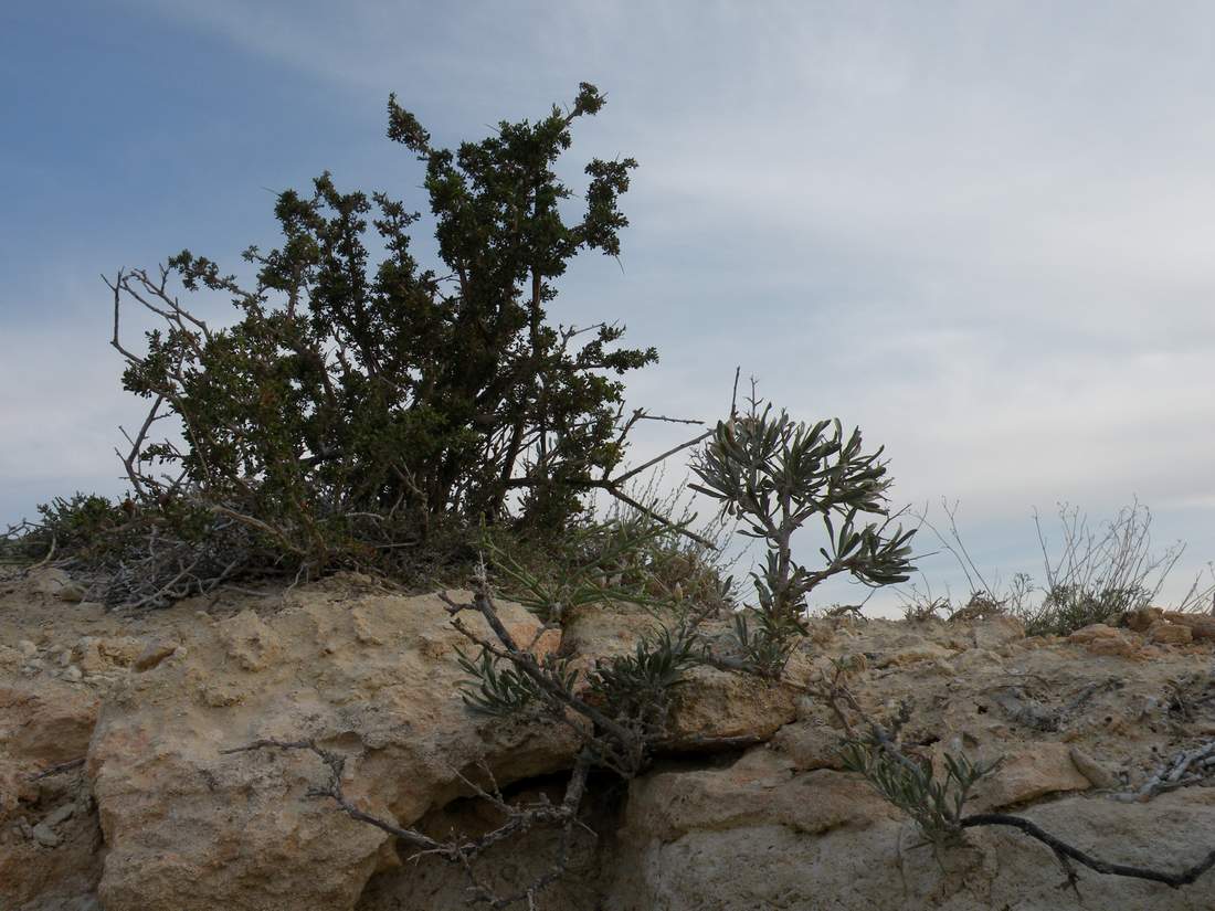 Чинк Донызтау, image of landscape/habitat.