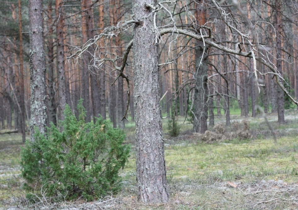 Окрестности д. Повернихино, image of landscape/habitat.