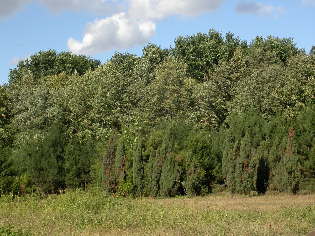 Краснодарский ботанический сад, image of landscape/habitat.