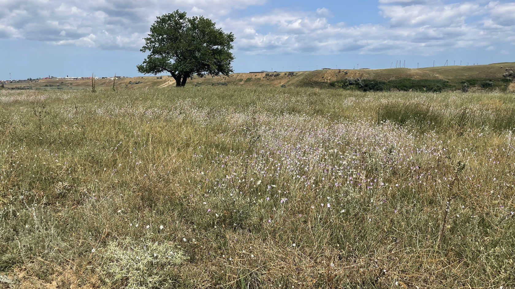 Бархан Сарыкум, image of landscape/habitat.