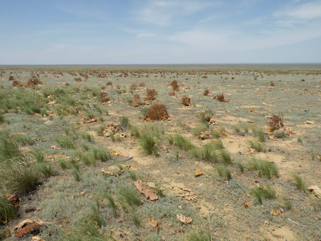 Чинк Донызтау, image of landscape/habitat.