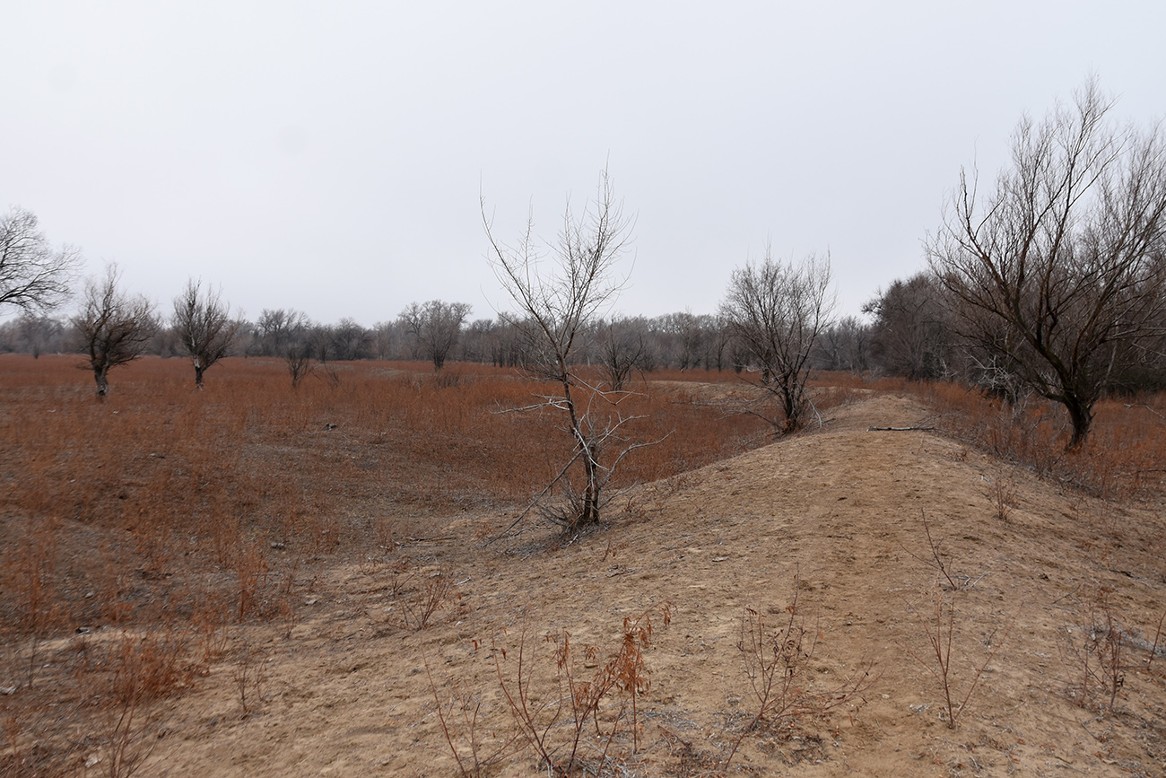 Вершина дельты Волги, image of landscape/habitat.