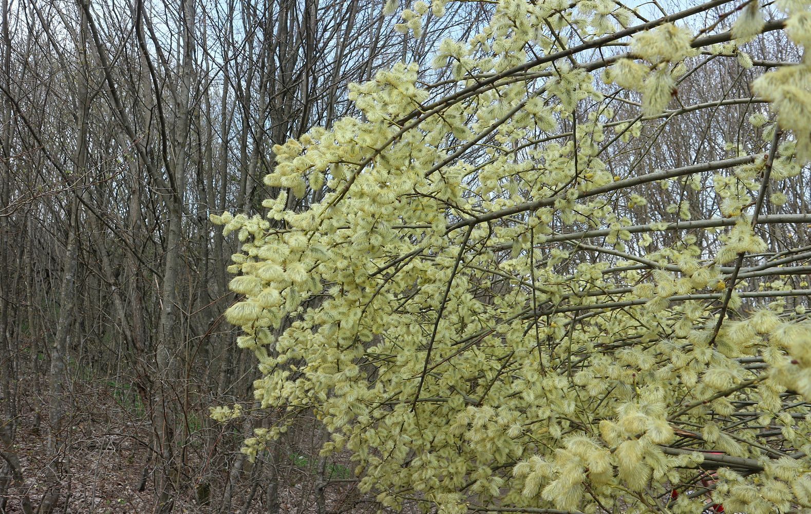 Гора Иорданова, image of landscape/habitat.
