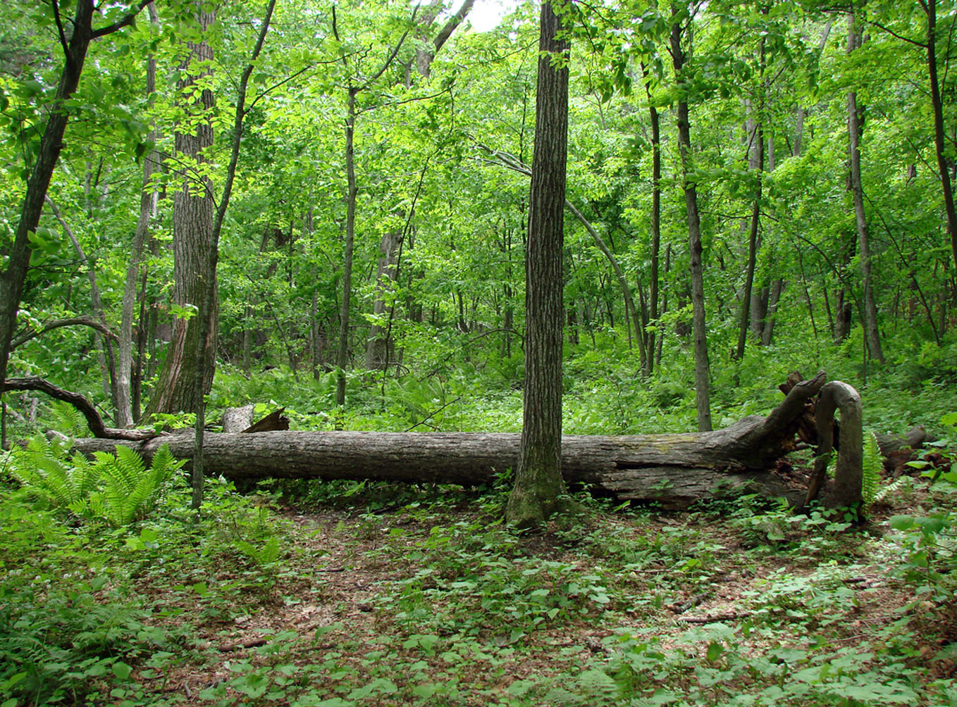 Ботанический сад и его окрестнос, image of landscape/habitat.