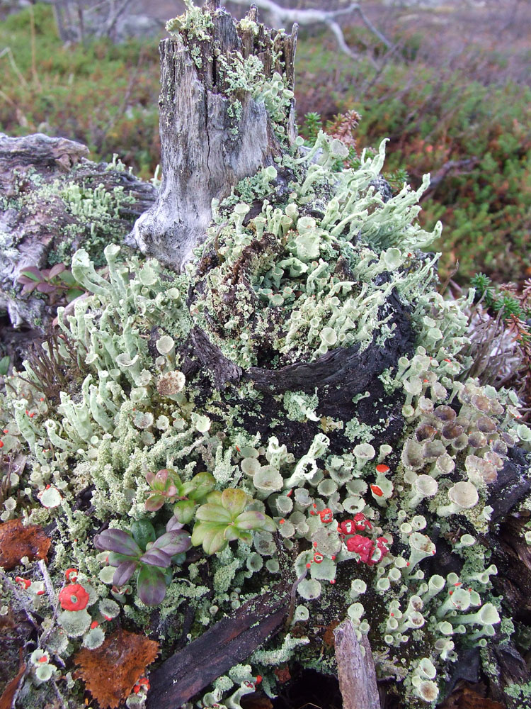 Туманный, image of landscape/habitat.