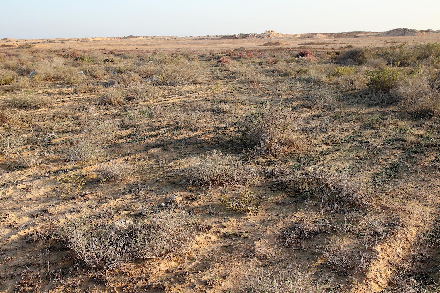 Побережье у Эль-Дабаа, image of landscape/habitat.