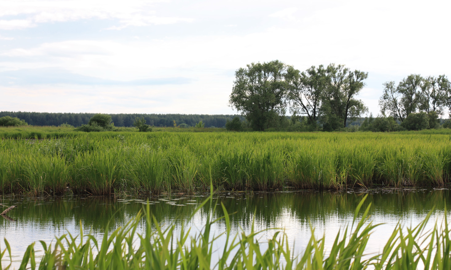 Левый берег реки Волга, image of landscape/habitat.