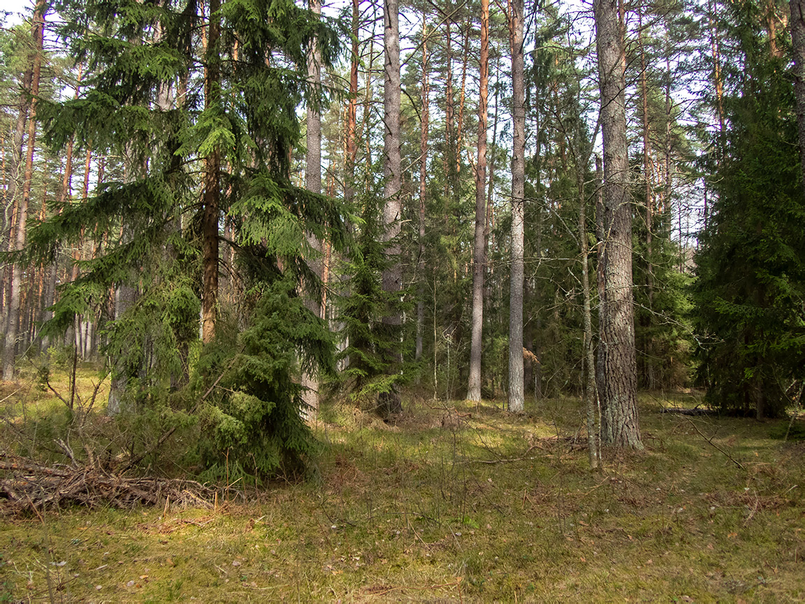 Национальный парк "Нарочанский", image of landscape/habitat.