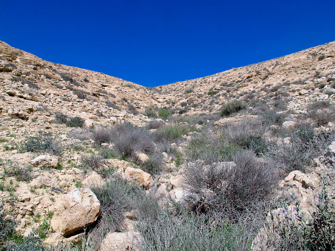 Негев, image of landscape/habitat.