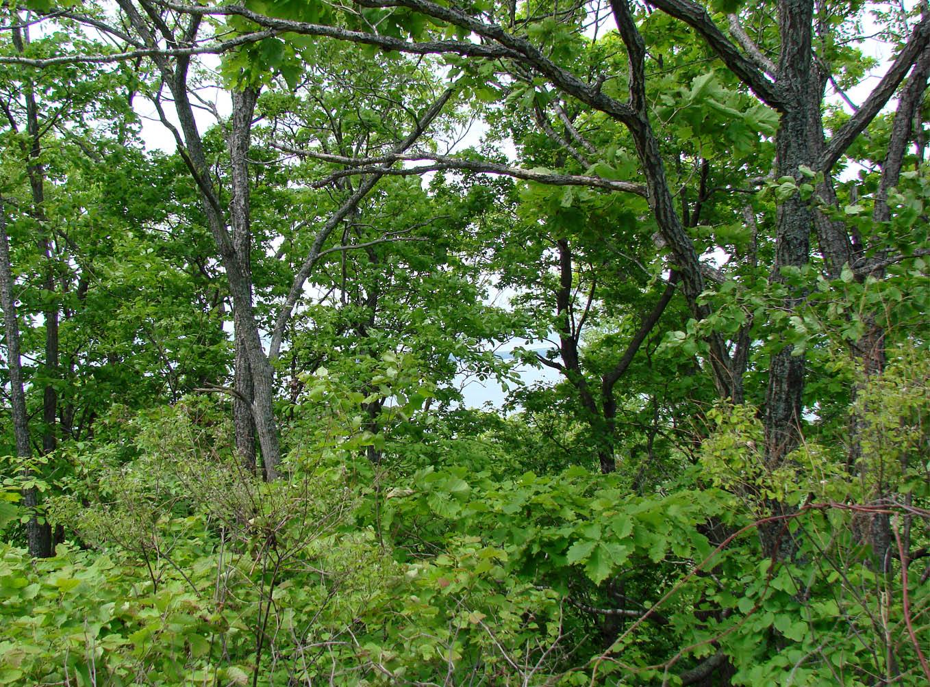 Ботанический сад и его окрестнос, image of landscape/habitat.