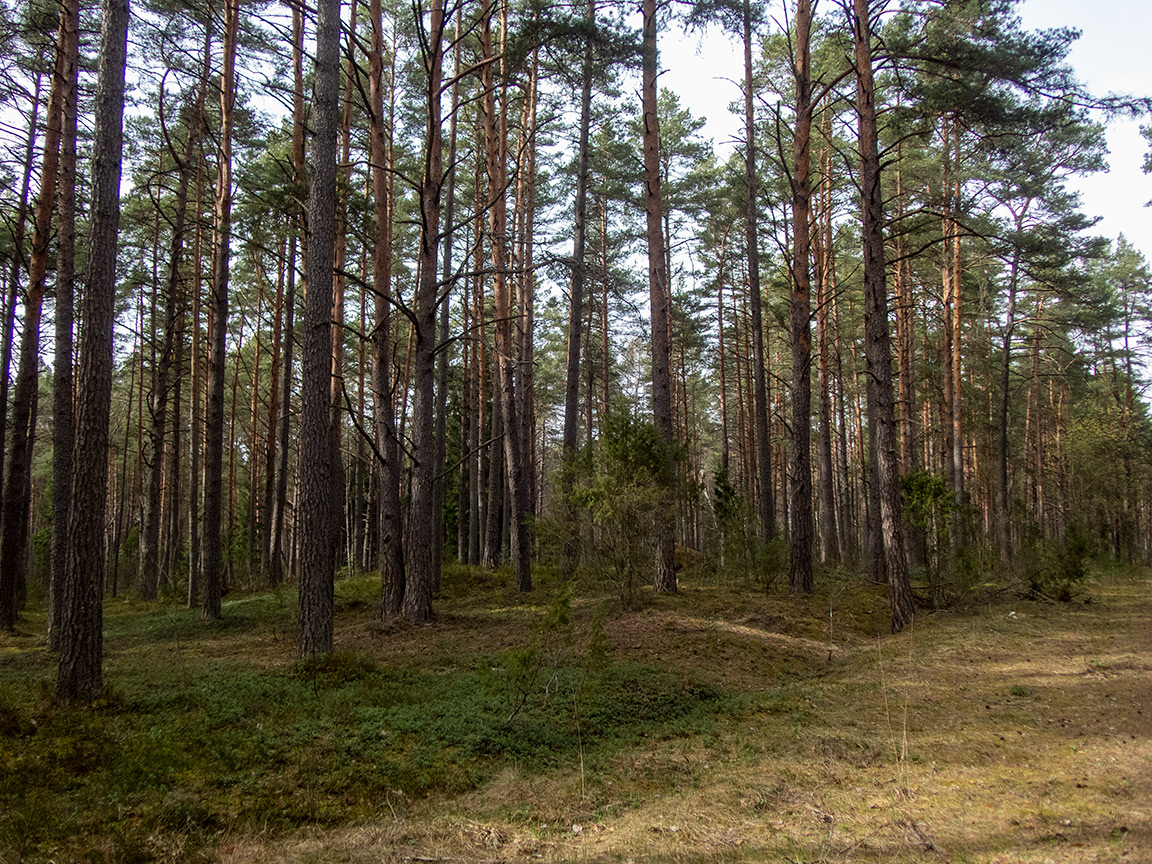 Национальный парк "Нарочанский", image of landscape/habitat.