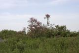 Правобережье Сыр-Дарьи, image of landscape/habitat.