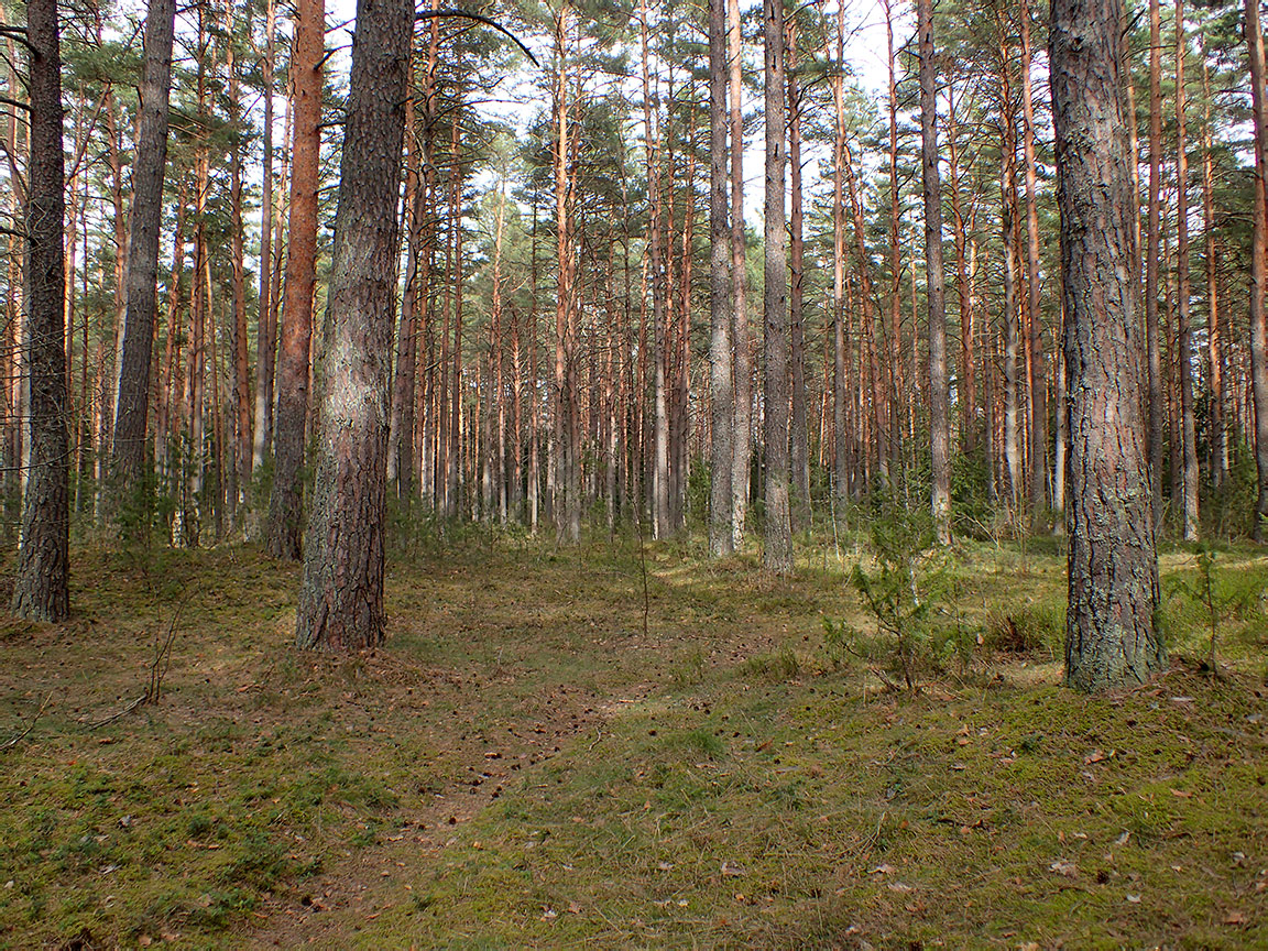 Национальный парк "Нарочанский", image of landscape/habitat.