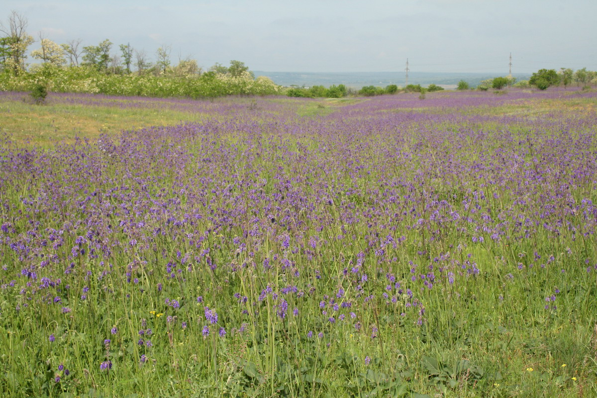 Балка б/н возле села Николаевка, image of landscape/habitat.