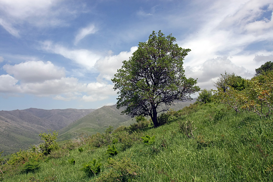 Горы Кокбулак, image of landscape/habitat.