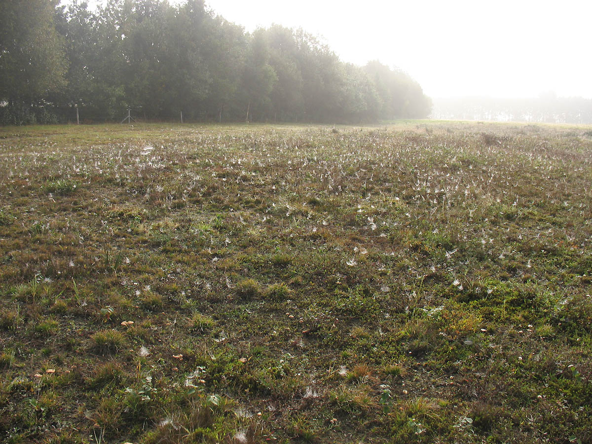 Заказник Hondstong, image of landscape/habitat.