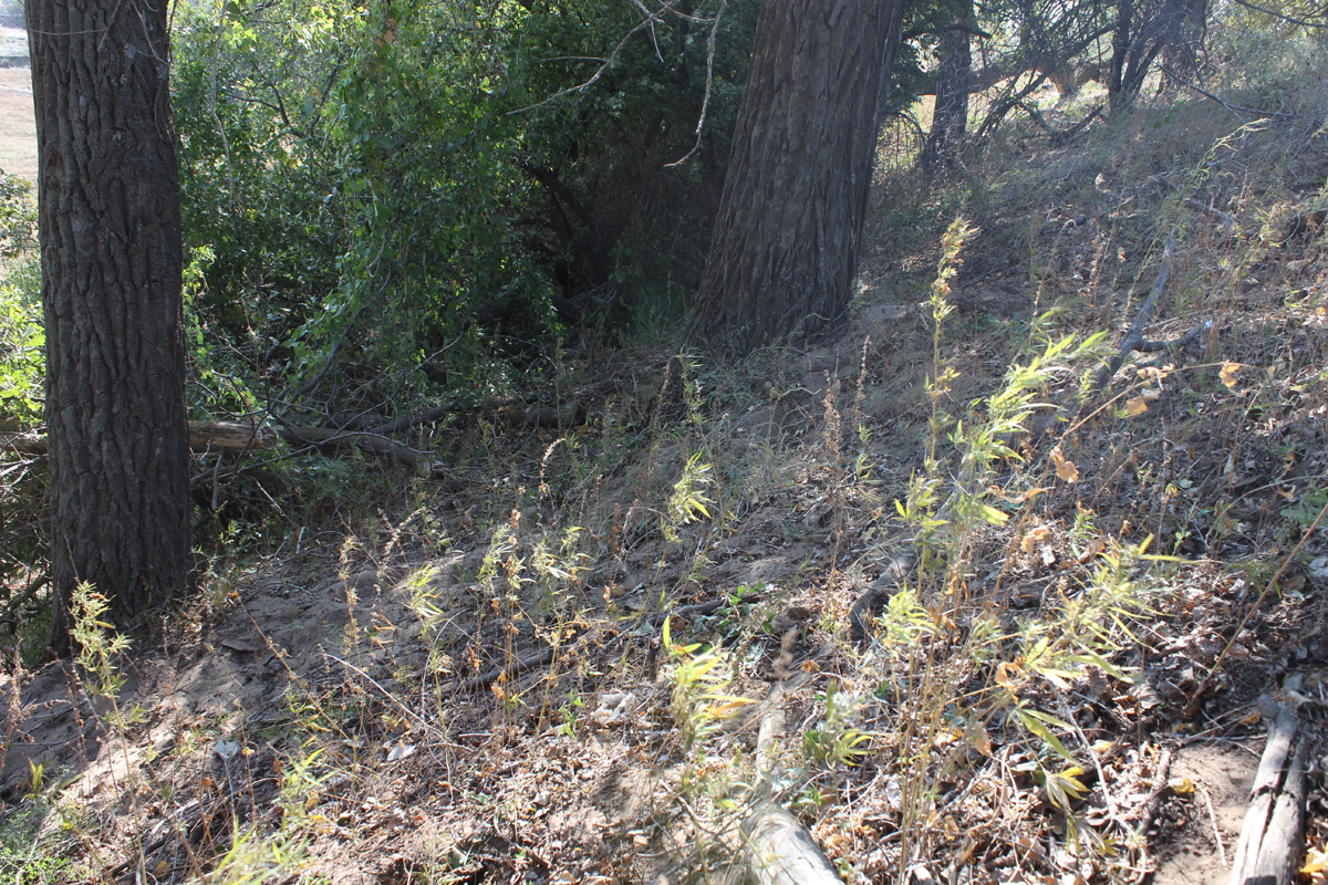 Остров Сарпинский, image of landscape/habitat.