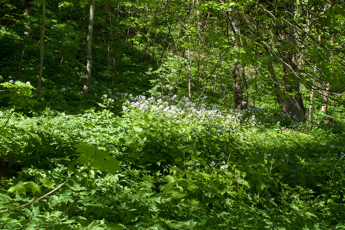 Гостилицы, image of landscape/habitat.