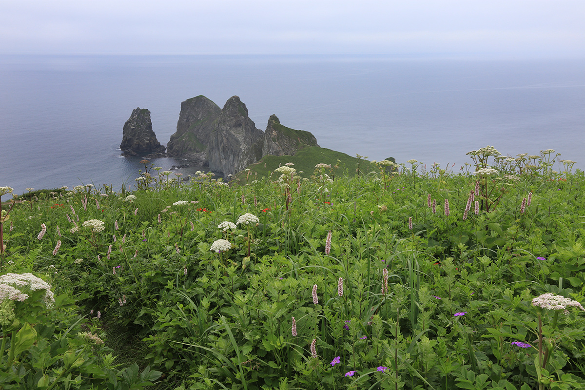 Мыс Четырёх Скал, image of landscape/habitat.