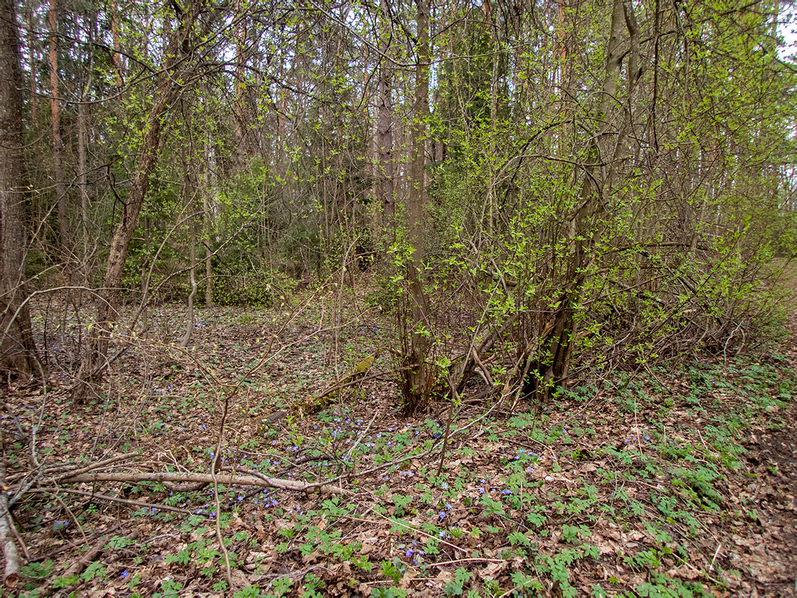 Национальный парк "Нарочанский", image of landscape/habitat.