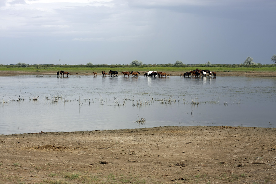 Правобережье Сыр-Дарьи, image of landscape/habitat.