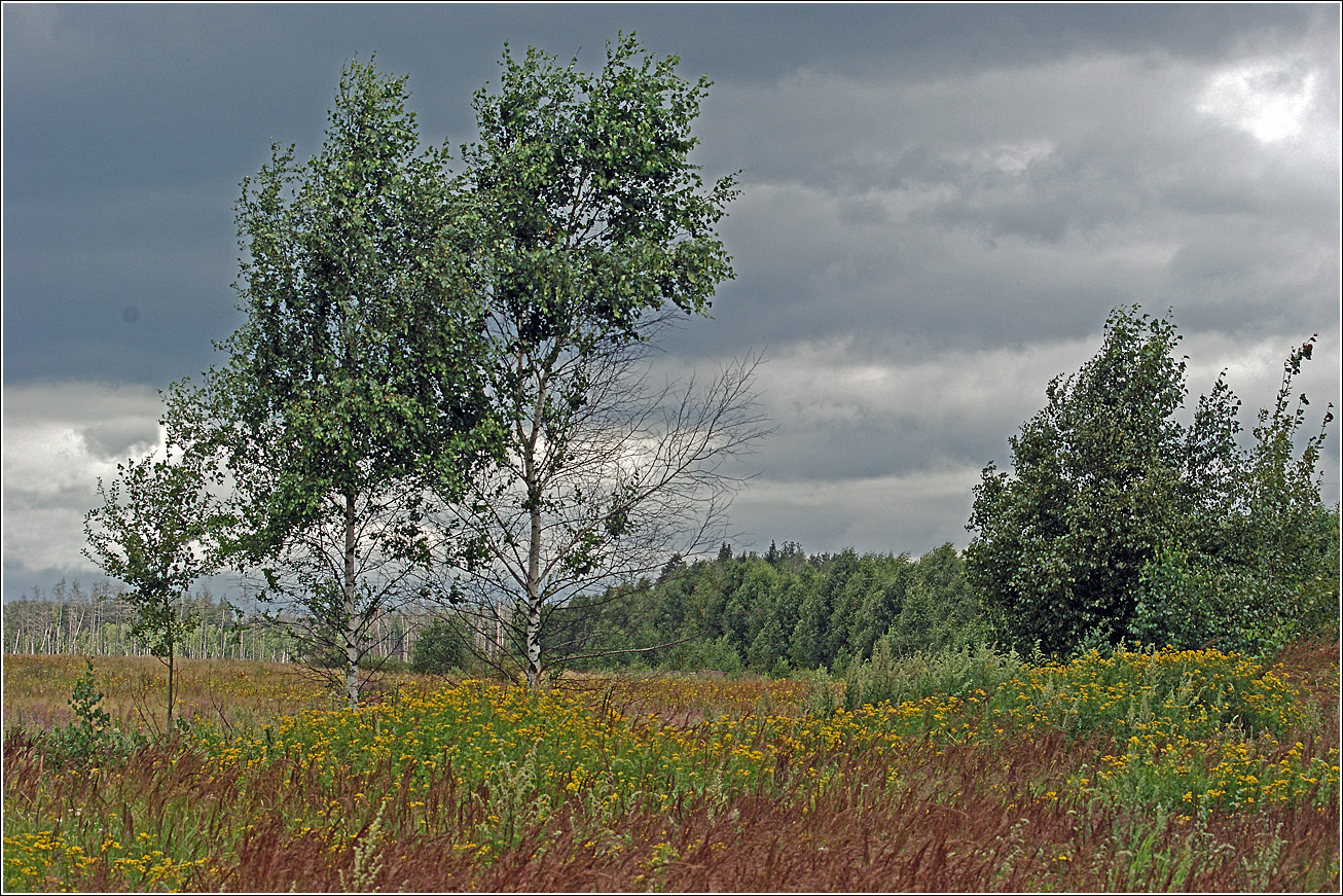 Окрестности Хрипани, image of landscape/habitat.