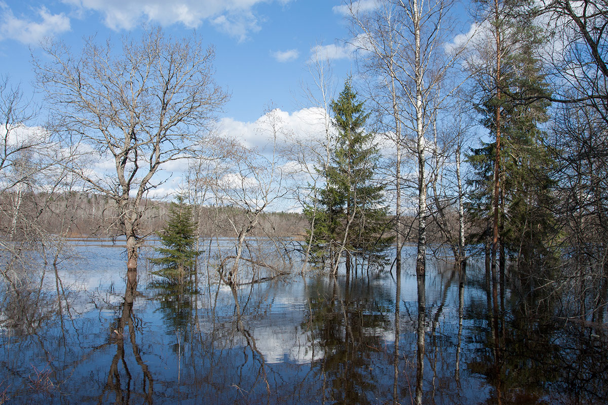 Луга у Кемки, image of landscape/habitat.