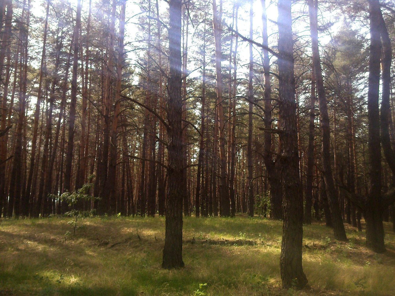 Новодоновский заказник, image of landscape/habitat.