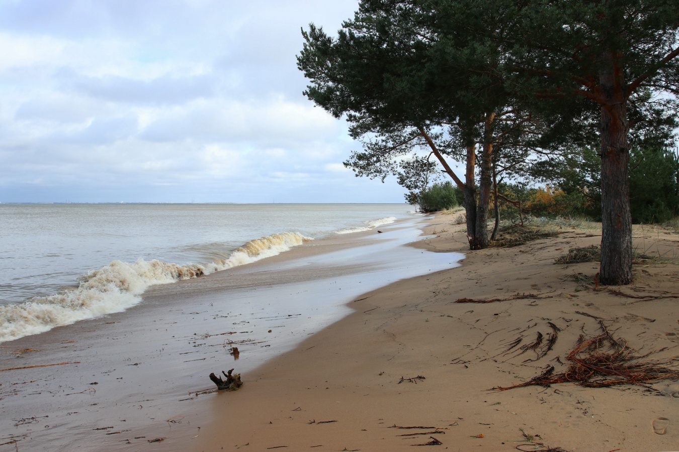 Большая Ижора, image of landscape/habitat.