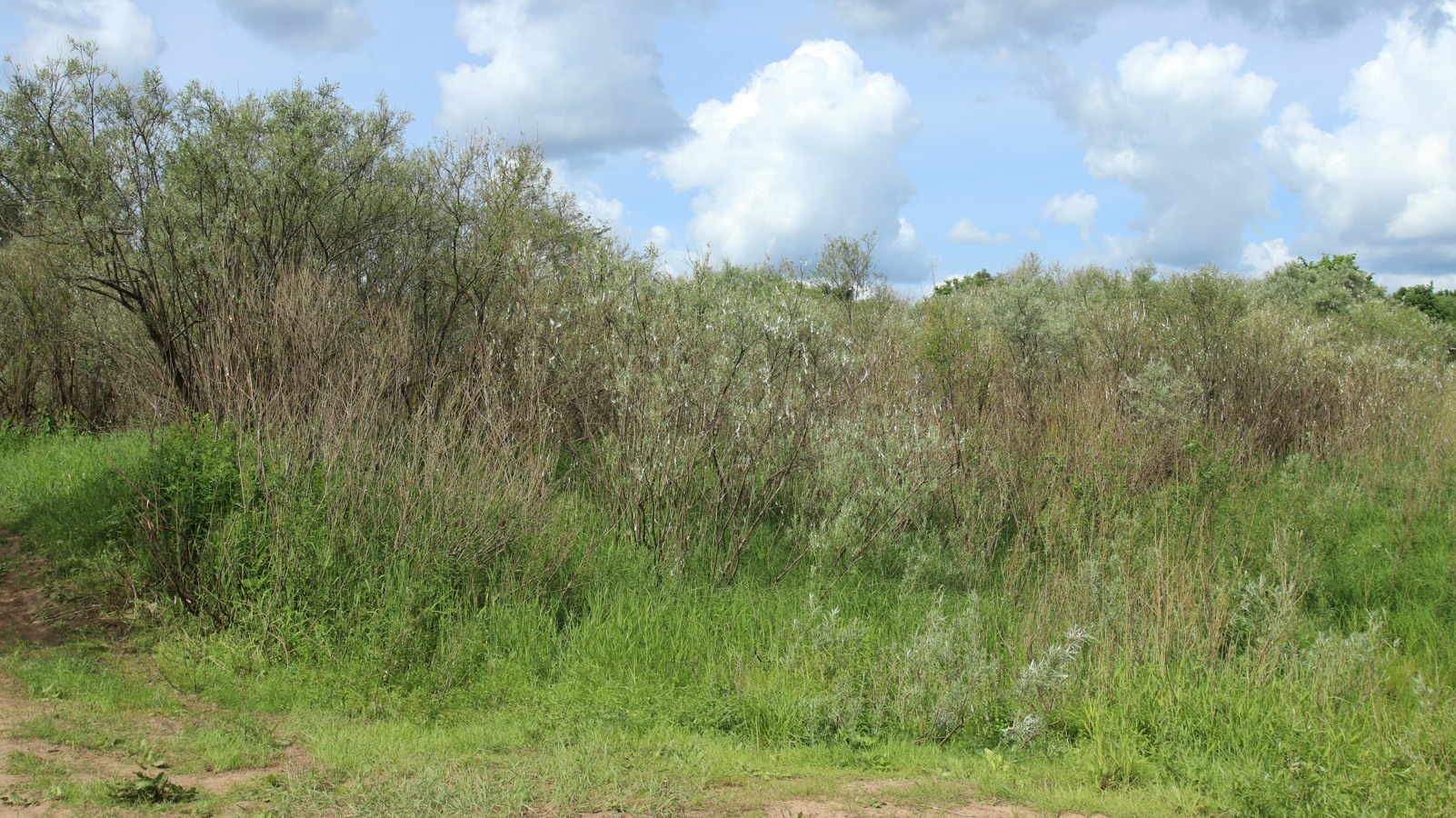 Луга у Кемки, image of landscape/habitat.