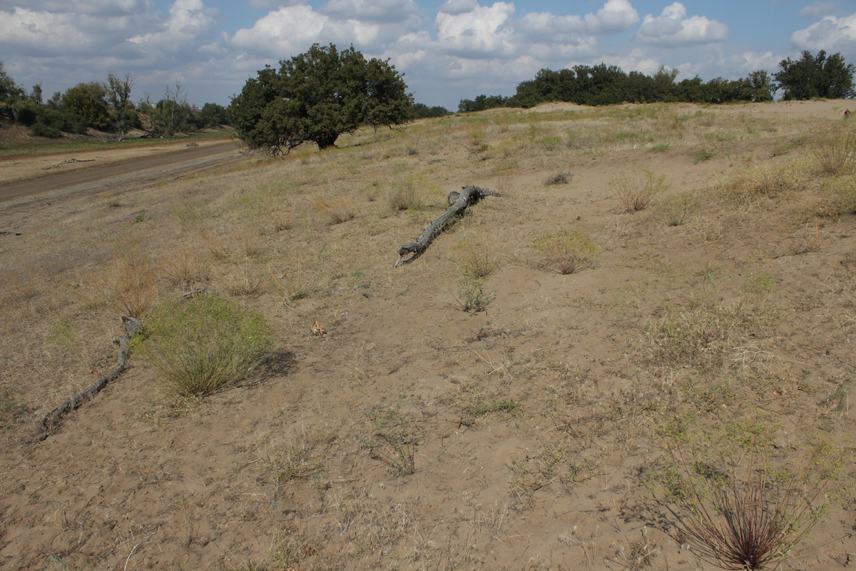 Остров Сарпинский, image of landscape/habitat.