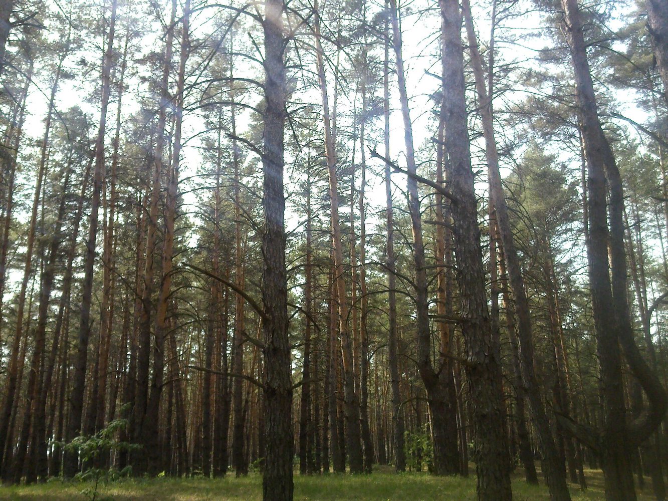 Новодоновский заказник, image of landscape/habitat.